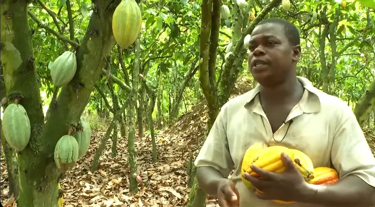 Cocoa Farmers in Ghana and Ivory Coast Face Income Squeeze as Prices Plunge